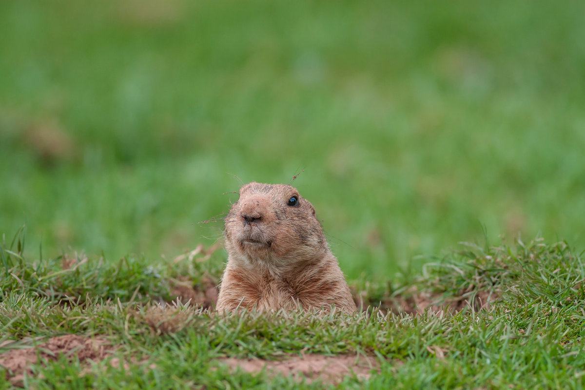 gopher problem